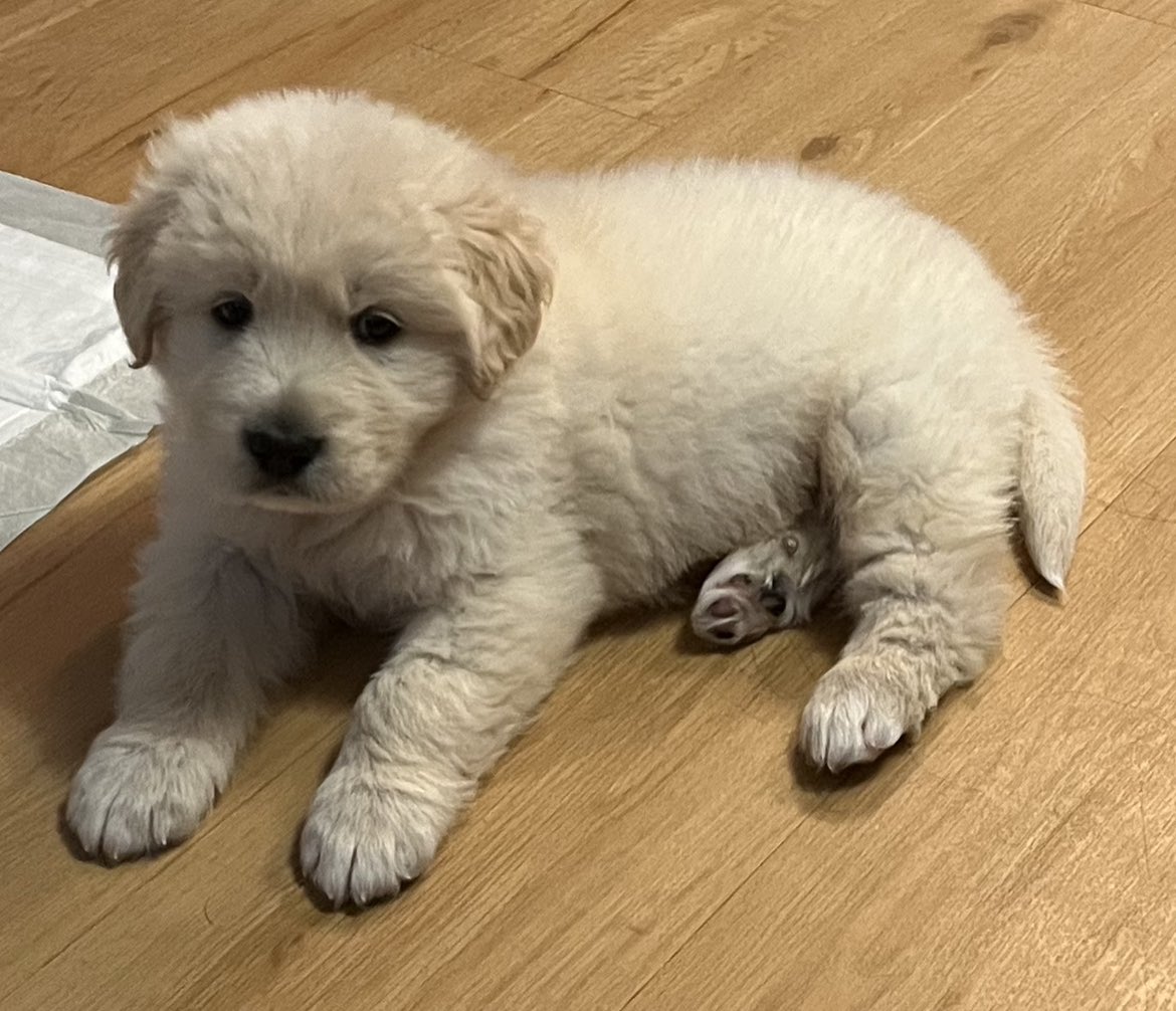 KathStavro's tweet image. My grand puppies are growing so fast! ♥️