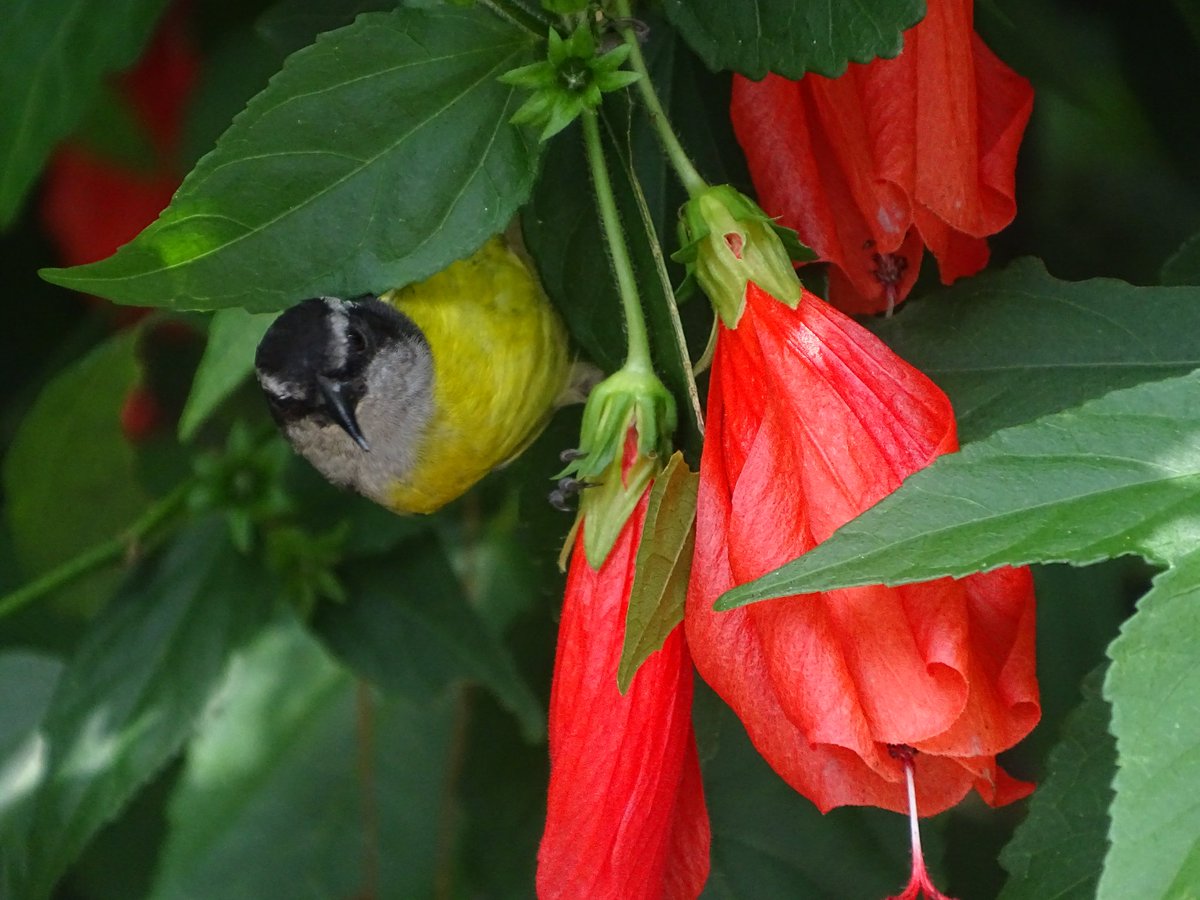 @jpmottadg Q tal Juan Pablo,  con gusto,  Hibiscus o 'Resucitado' es de 'amplio espectro', de 0 a 2500 m.s.n.m. 

Las Melastomataceas, 'Miconias', 'Mortiño', etc son plantas nativas pioneras q encontramos en casí todos los pisos térmicos.  👍👍