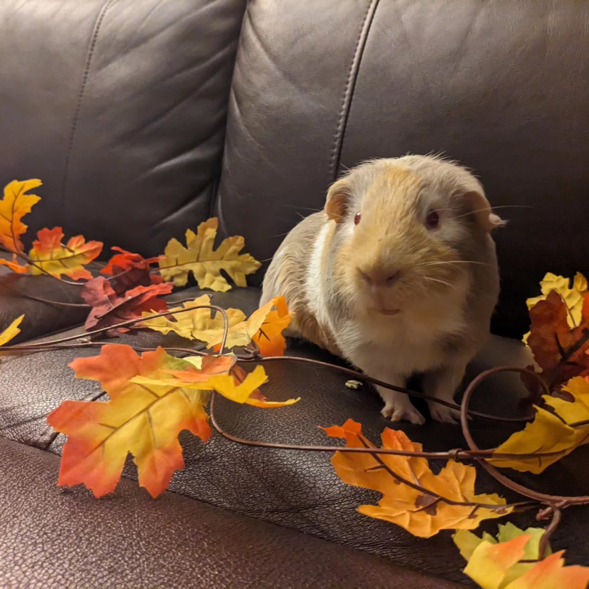 We are celebrating the first day of Fall 🍂 #guineapigs #guineapig #pets #Fall2023 #FallEquinox