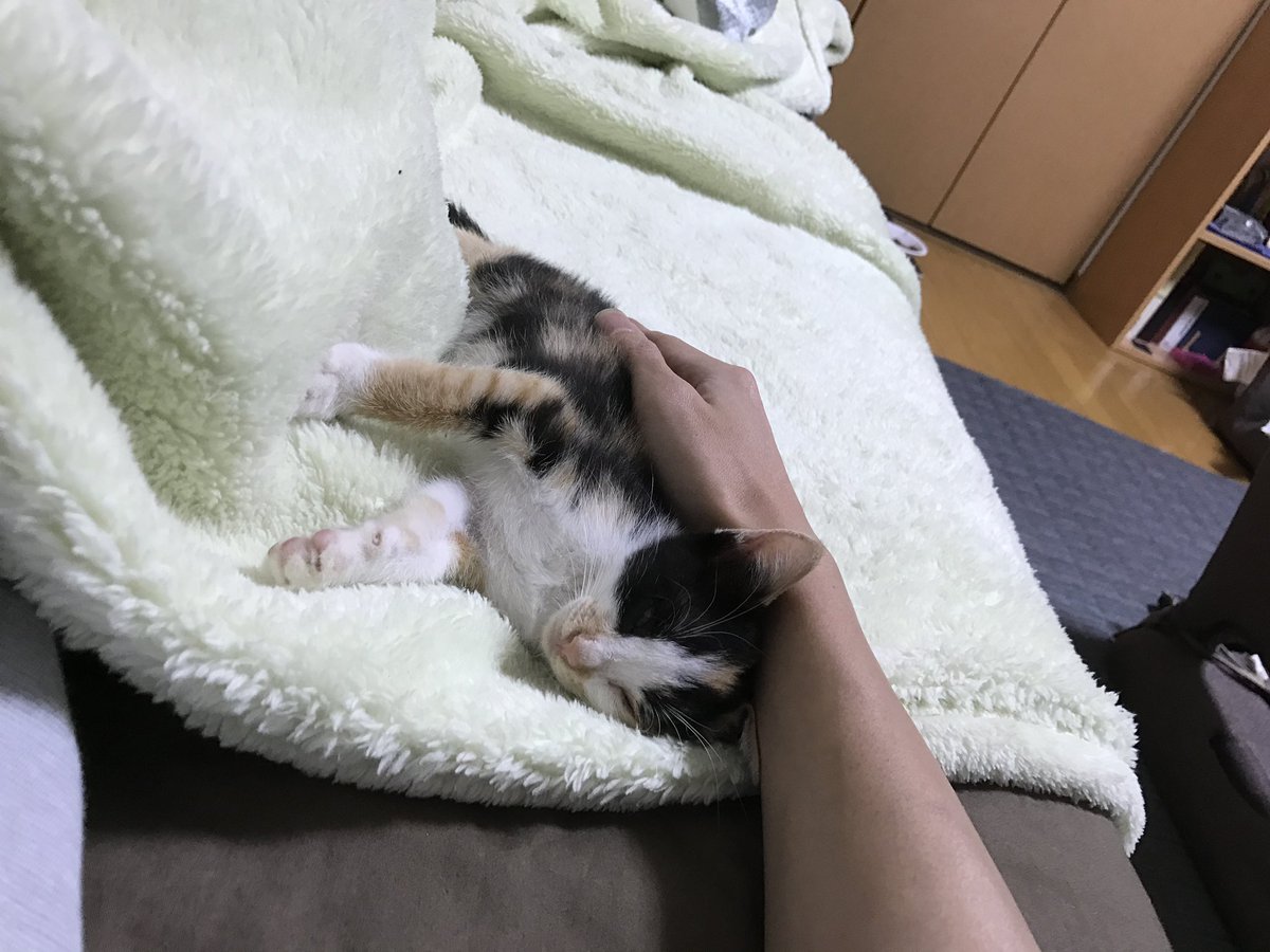 Neoki_nidone's tweet photo. 生後1ヶ月くらいの頃に1人で鳴いてるの見つけてお迎えしました😸😿
#猫との暮らし  #猫がいる暮らし  #猫好き  #猫好きさんと繋がりたい  #猫写真 https://t.co/HeEBzXQTnm
