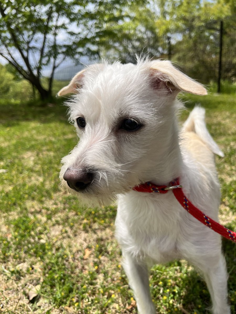 chirocub's tweet photo. 奈良市にあります、特別養護老人ホームこまどりと丘で飼っている、「なな」という犬です。昨日奈良市二名小学校付近で行方不明になってしまいました。お心当たりのある方は、お知らせいただけるとありがたいです。
今はこの写真よりももう少し毛が伸びています。 https://t.co/6AqWSx15Xu