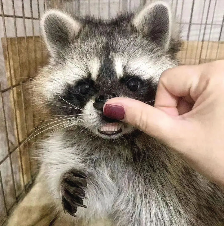 rabit21259947's tweet photo. Teefs 😁 https://t.co/NHZaHljBcn