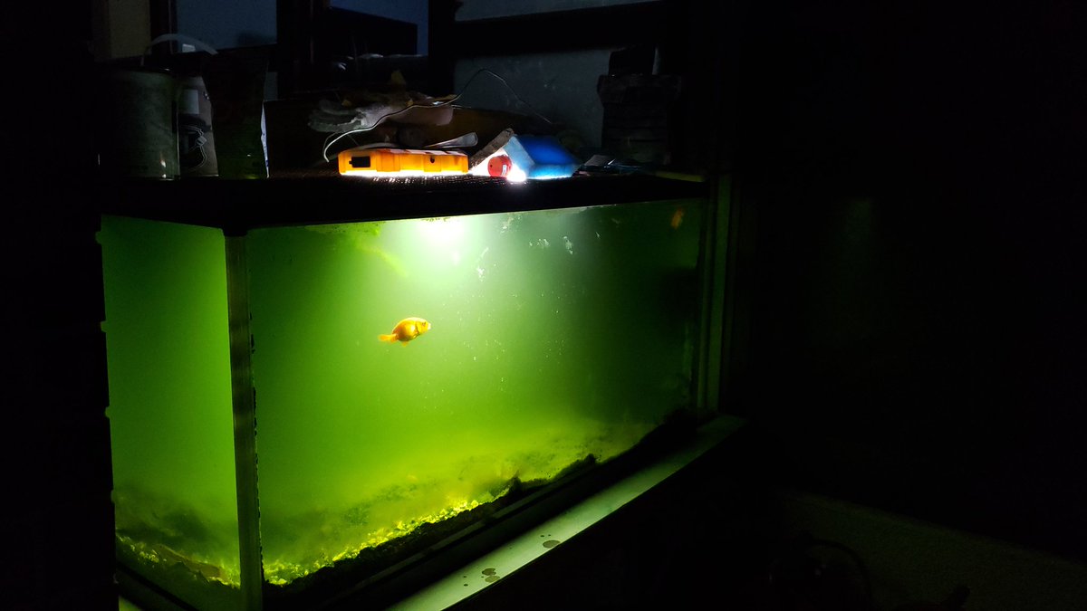 MEGACOLORPUNCH's tweet photo. #้้ญ #ใใใกใ
ใ #fish #nightfish
#่จ้ฒ https://t.co/H1o2gFVGJh