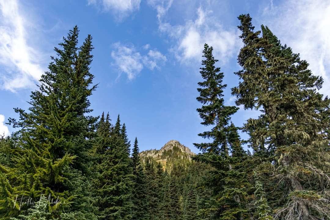 Looking up by Tipsoo Lake.  #wawx #pnw #TipsooLake #sonorthwest #k5weather