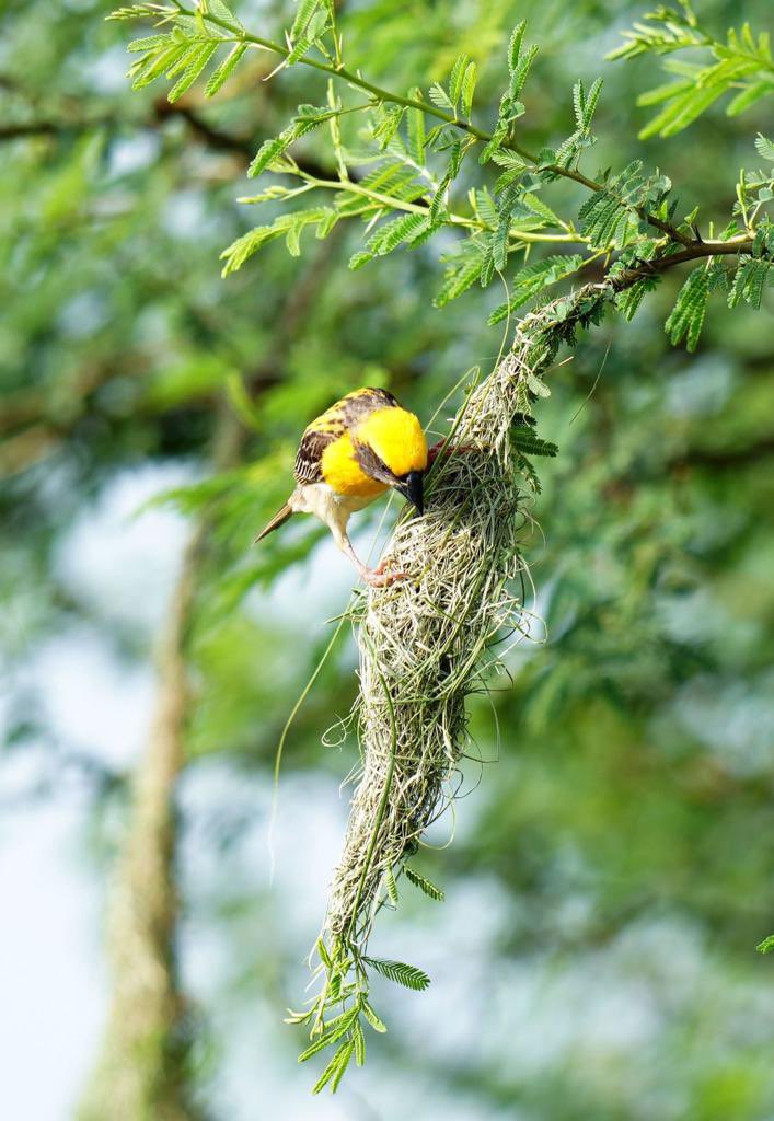 SantoshKumarBRS's tweet photo. “Weekly dose of my #Photography 📷 ”.

Have a #HappySunday😊.

#Birds 
#Nature 
#BirdWatching
#BirdPhotography https://t.co/niGRvV1QIO