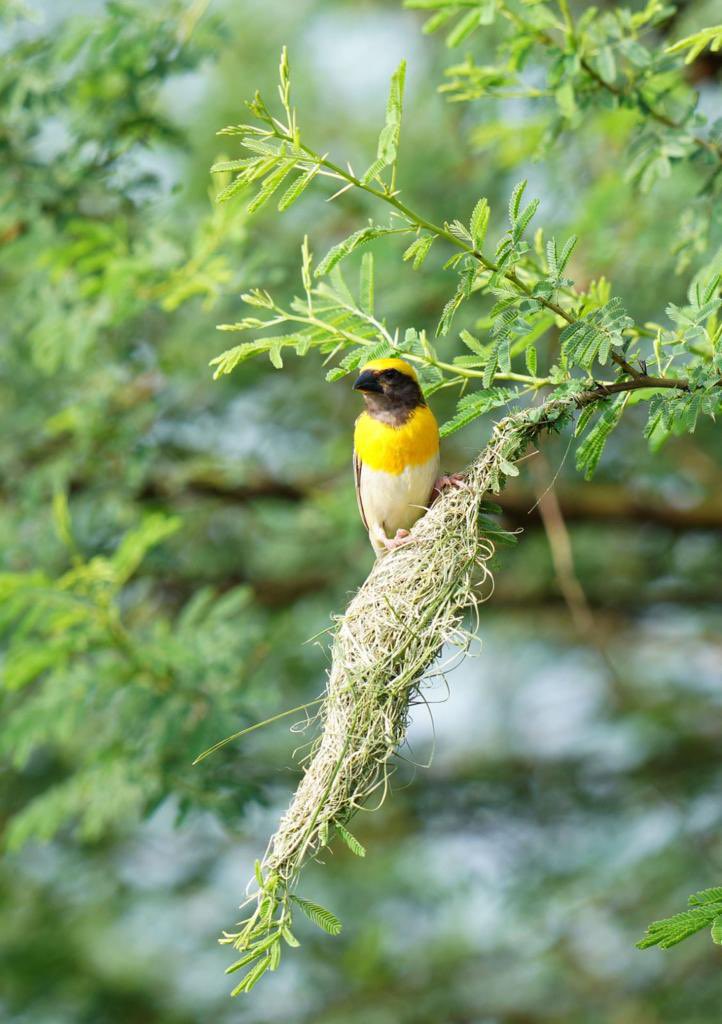 SantoshKumarBRS's tweet photo. “Weekly dose of my #Photography 📷 ”.

Have a #HappySunday😊.

#Birds 
#Nature 
#BirdWatching
#BirdPhotography https://t.co/niGRvV1QIO
