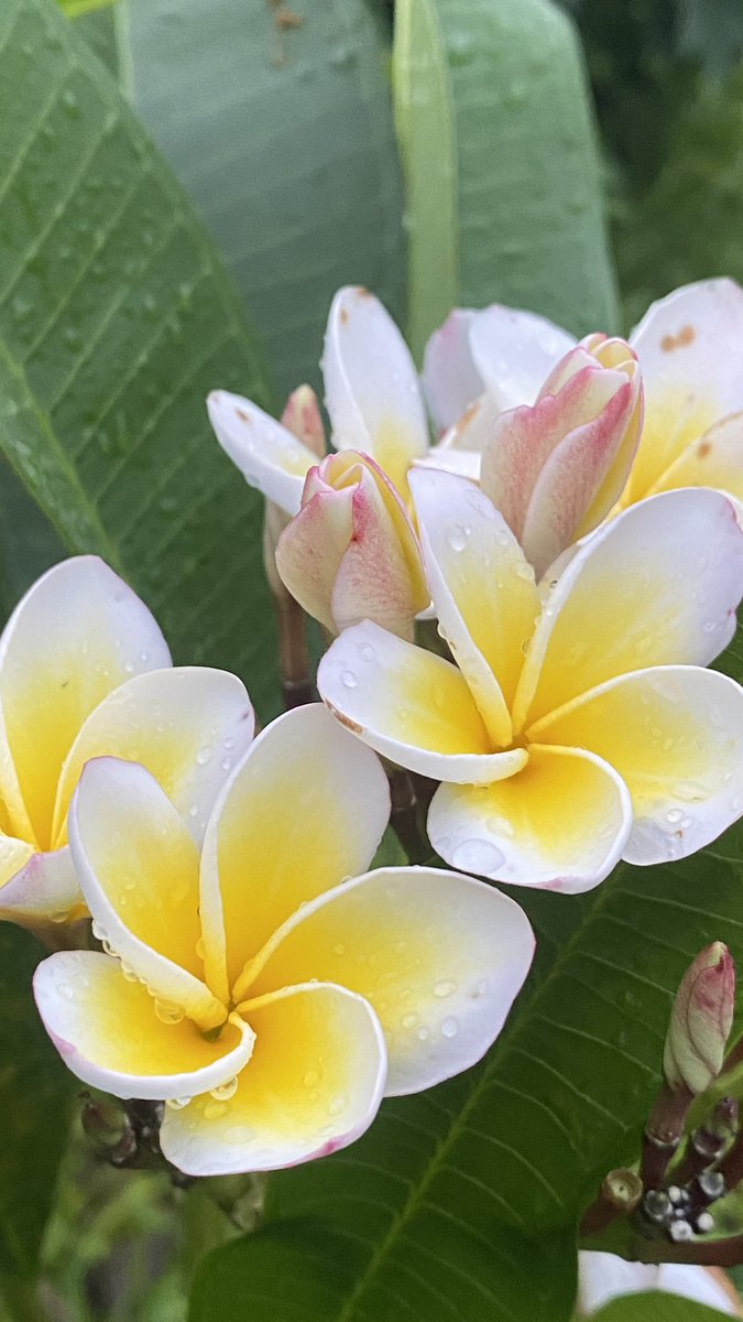 04_maui's tweet photo. Walking around the village. 🏡🌺🌸🌳 https://t.co/lJw00JWtHF