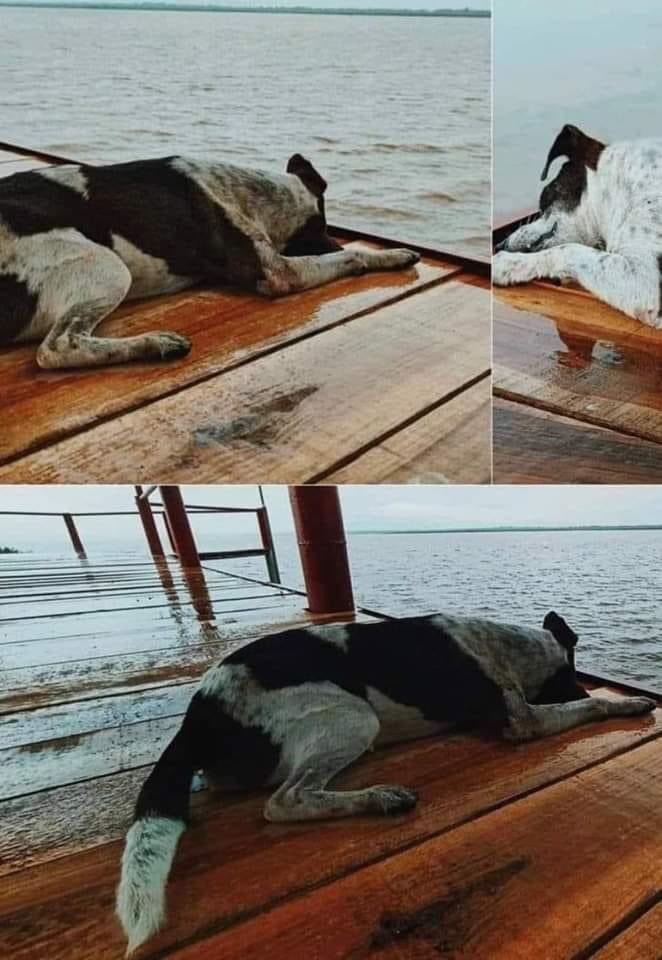 ¡SU ÚLTIMA VISITA AL MUELLE! 😭🤍

Un perrito falleció contemplando el paisaje de la ciénega en El Llanito en Colombia.
Su dueño lo llevó al muelle al que le gustaba ir y recostado en las tablas se fue quedando dormido hasta que se fue.