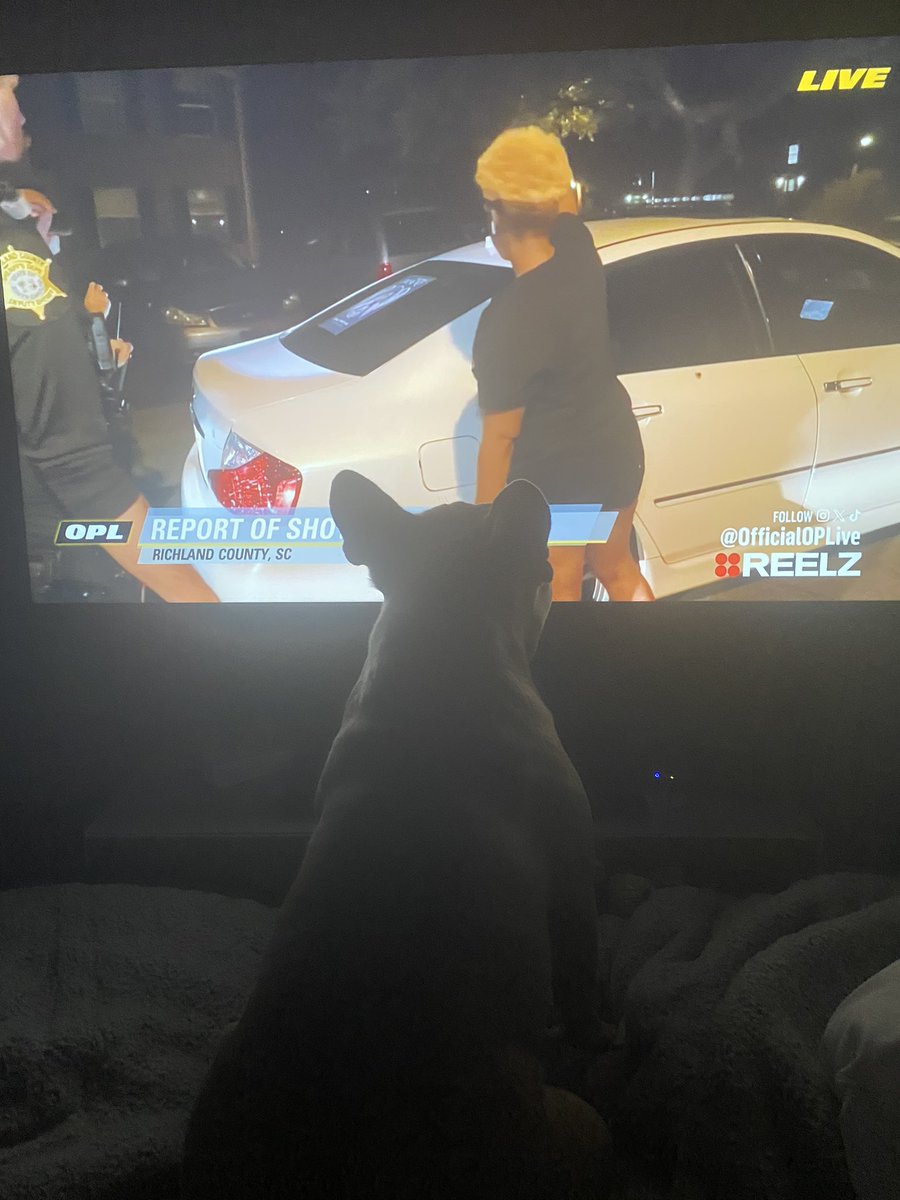 hailstatemom's tweet photo. @OfficialOPLive  cooper is still looking for that Frenchie that was just on our TV https://t.co/EUKv7773k9