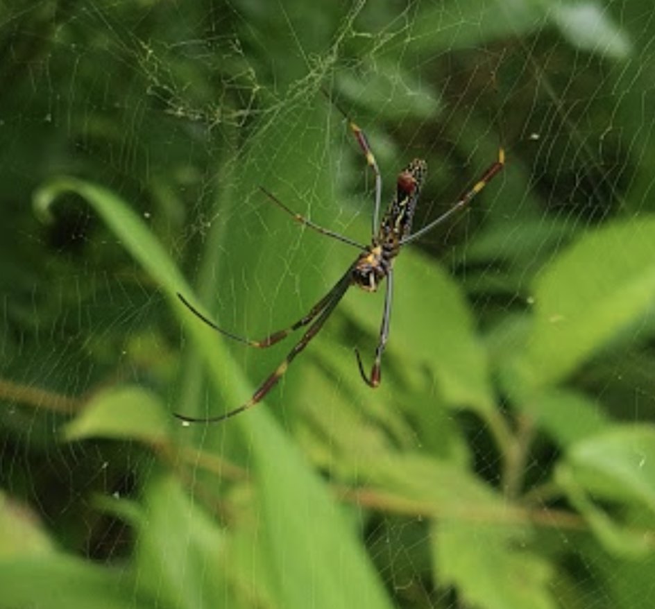 AnaPauii's tweet photo. Hola ! @Arachno_Cosas  Nos podrías decir qué tipo de araña es esta?  La vimos en la sierra de Oaxaca.  Saludos! https://t.co/9f3df0R2Lv