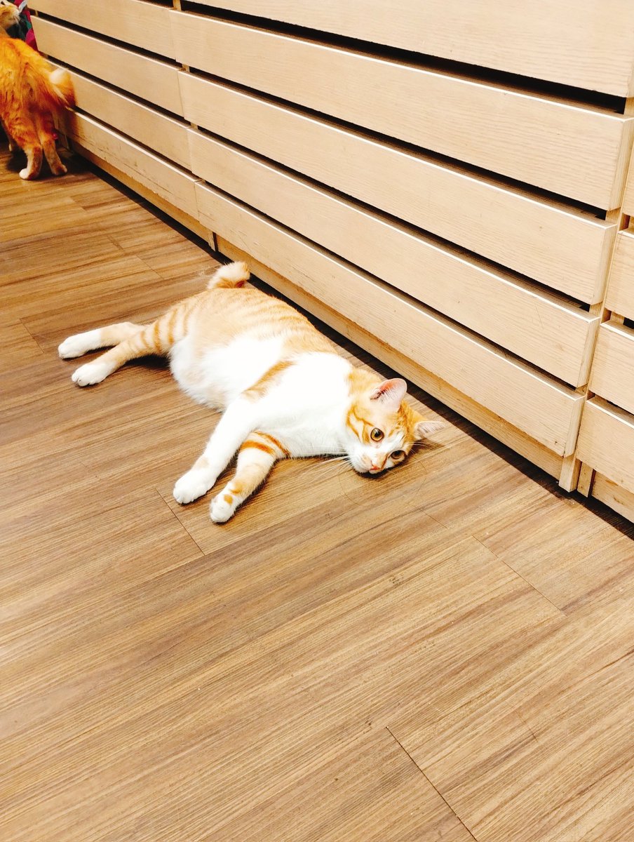 台湾、猫写真ばっかり集まる🐱 