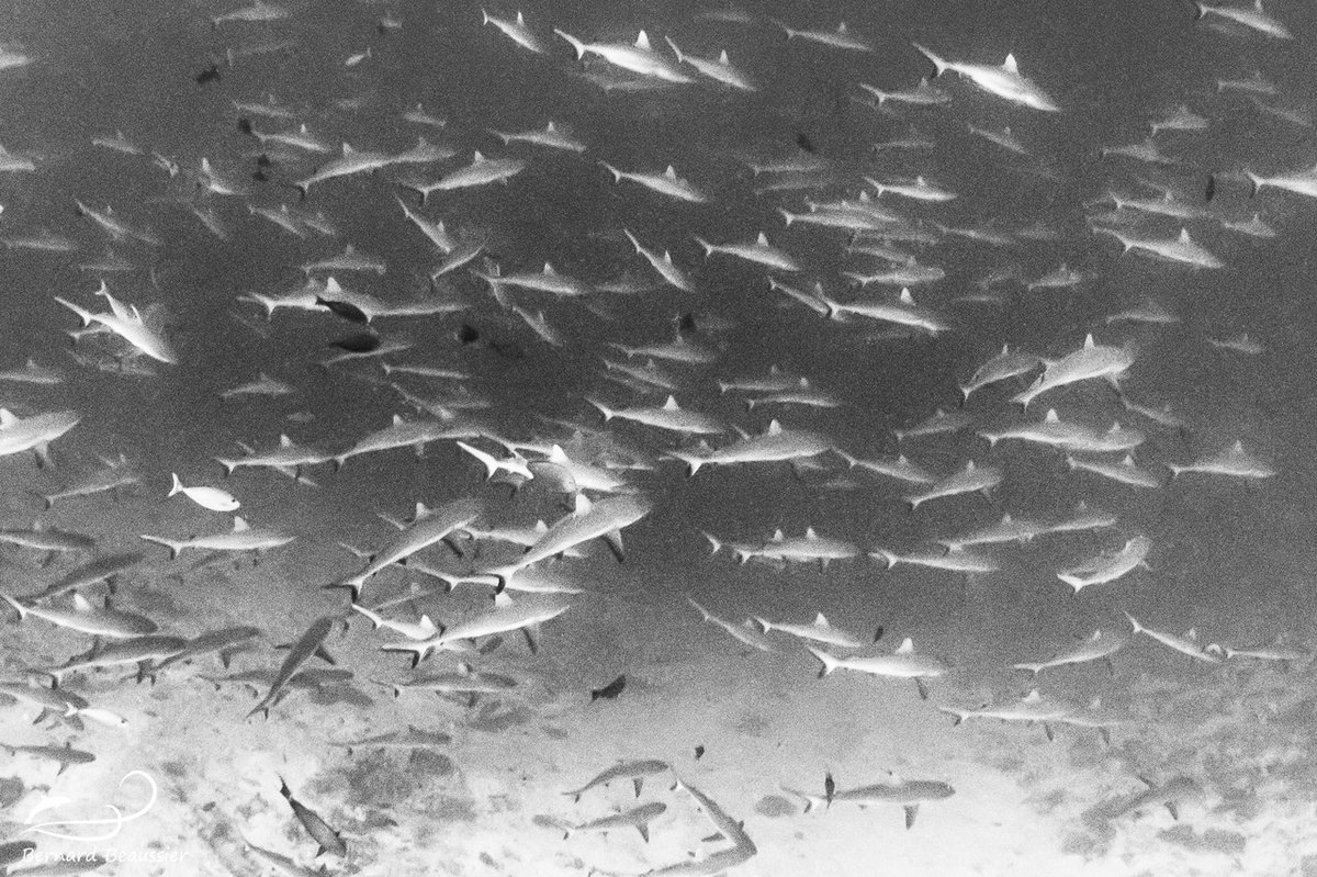 OlivierB_spc's tweet photo. En 2006 la #Polynésie adoptait un moratoire pour interdire la pêche aux requins dans ses eaux.
Aujd'hui les concentrations sur certains atolls sont exceptionnelles et font références.
Ici le mur de requins gris de la passe #Tiputa à #Rangiroa entre 2010 (avec ma pomme) et 2023 https://t.co/7XSsh6yG6y