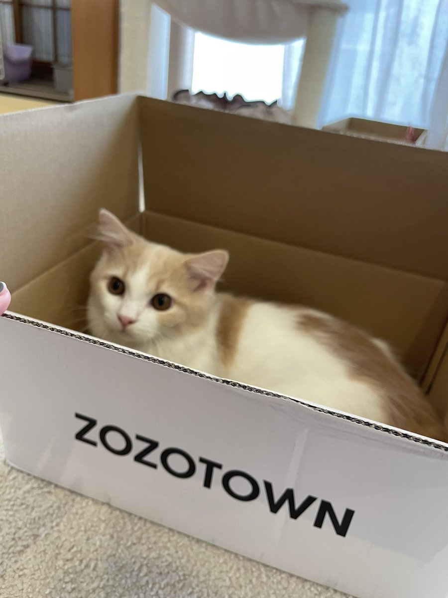 cocotomoshou's tweet photo. #ZOZOWEEK箱CP https://t.co/qNxu5MxCeS