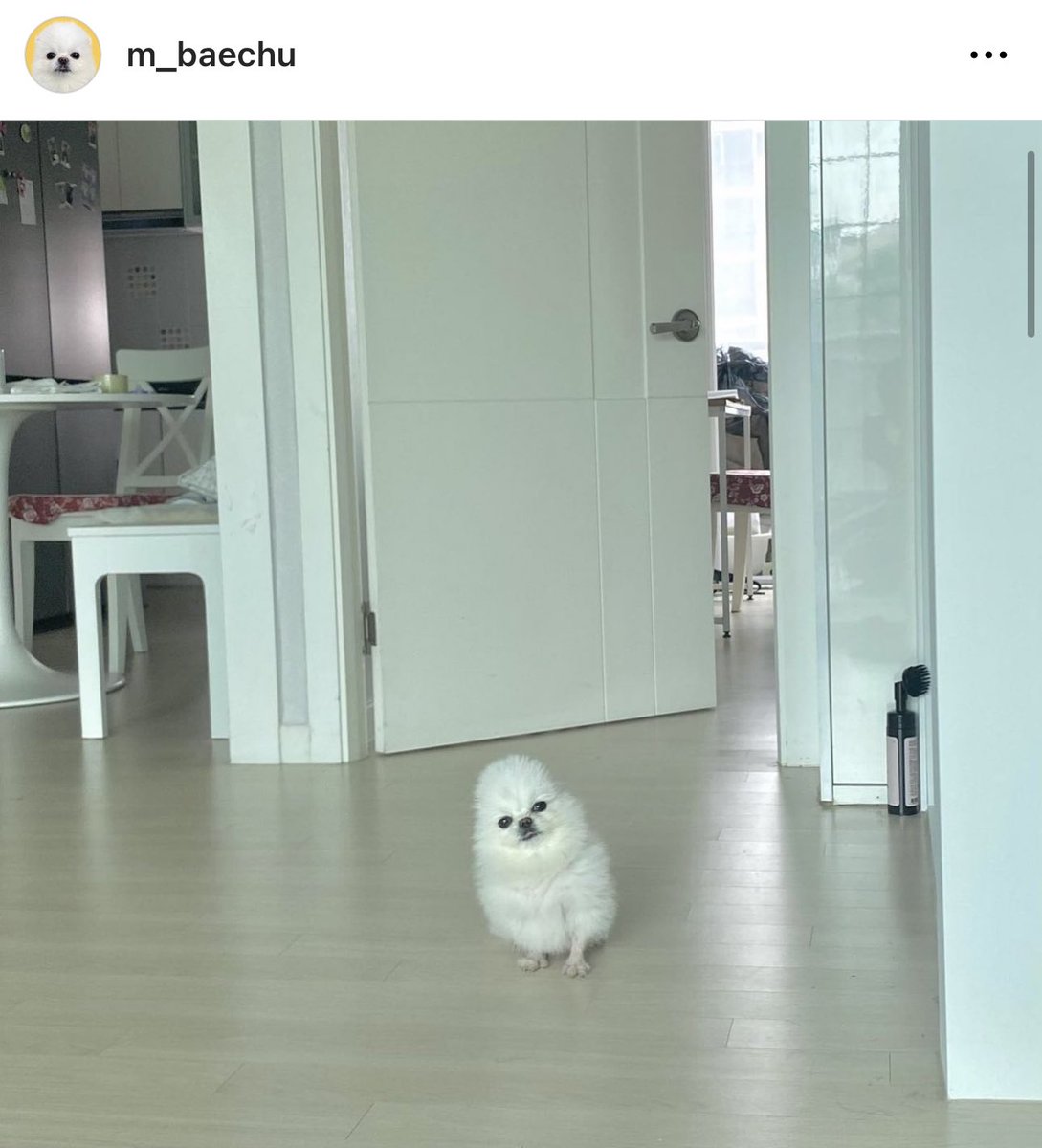 ในไอจีแอคนี้ถ่ายรูปน้องลงปกติ จนเริ่มมีคอมเมนต์บอกว่าน้องเหมือนไก่ เหมือนลูกเจี๊ยบ สรุปคอมเมนต์เป็นเอกฉันท์ว่าน้องเหมือนไก่ จนเจ้าของบอกเออเหมือนจริงด้วย 555 งื้อ น่ารักกกกกกกกก
น้อง : ผมไม่เหมือนหมาเลยอ๋อ นิดนึงก็ไม่เหมือนเลยอ่อ