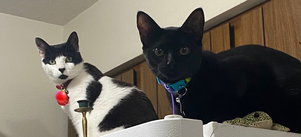 jolenecatto's tweet photo. Whaatb. Do yous want hooman https://t.co/dbDjifdPKz