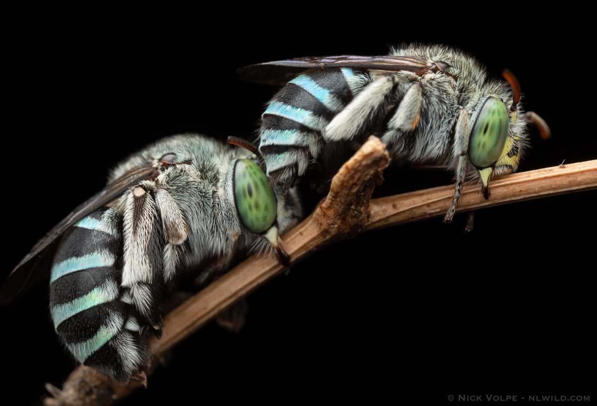 Sleeping Blue-bum Bees! 🐝😴

Here are the SPECTACULAR Northern Blue Banded Bees (Amegilla walkeri) roosting from my video the other day! 💙

Males group together to roost at night on a small exposed stick like this. If a predator was to walk up the branch and shake it they would