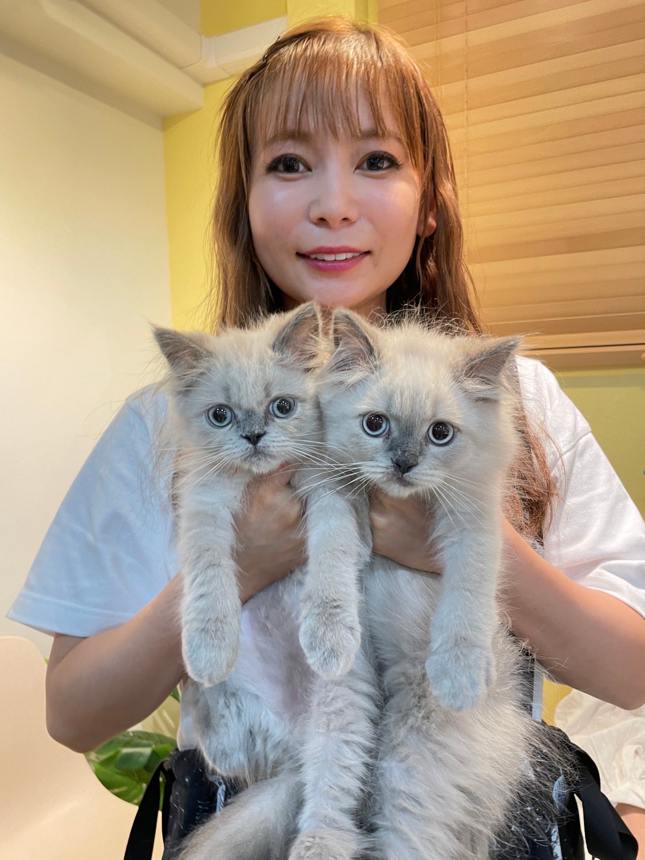 こねこ AZONE INTERNATIONAL::えっくす☆きゅーと