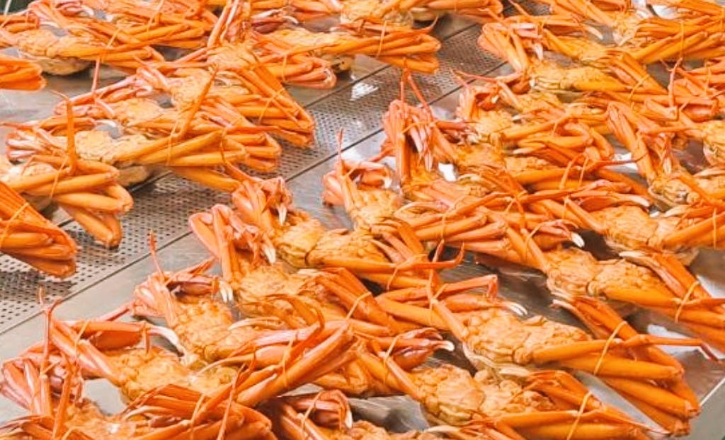 motohikosaitoH's tweet photo. ベニズワイガニ『香住ガニ』🦀。
カニといえば冬のイメージですが、実はベニズワイのシーズンは9月～翌5月です。
ぜひ、香美町に食べにお越しください。口のなかで甘さがぱっと広がる美味しさは、やはり高い鮮度の水揚げ産地で味わえます。

ズワイガニ“松葉ガニ”は11月からです。ぜひ“食”の但馬へ。 https://t.co/aYjVnXPGFv