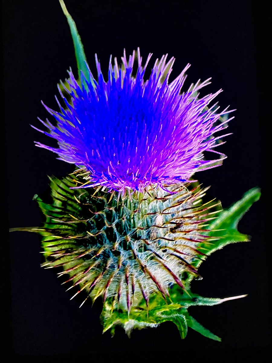 🆂🅷🅴🅴🅽🅰 tweet media