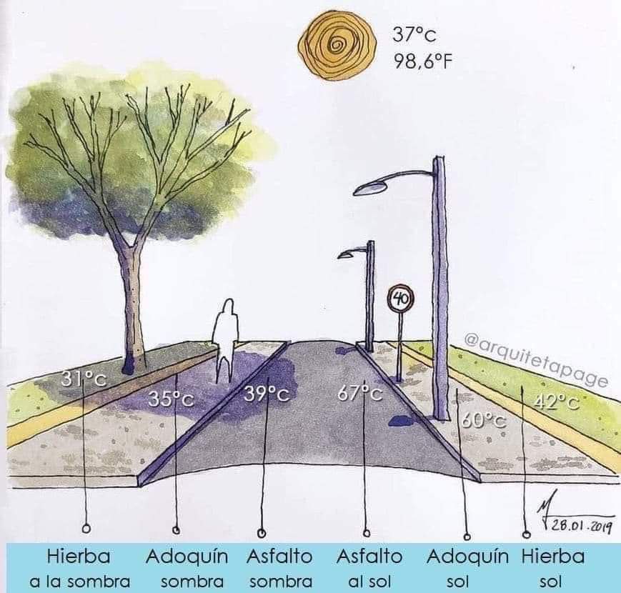 El árbol refresca el árbol embellece el árbol captura carbono mientras crece 🌳💚