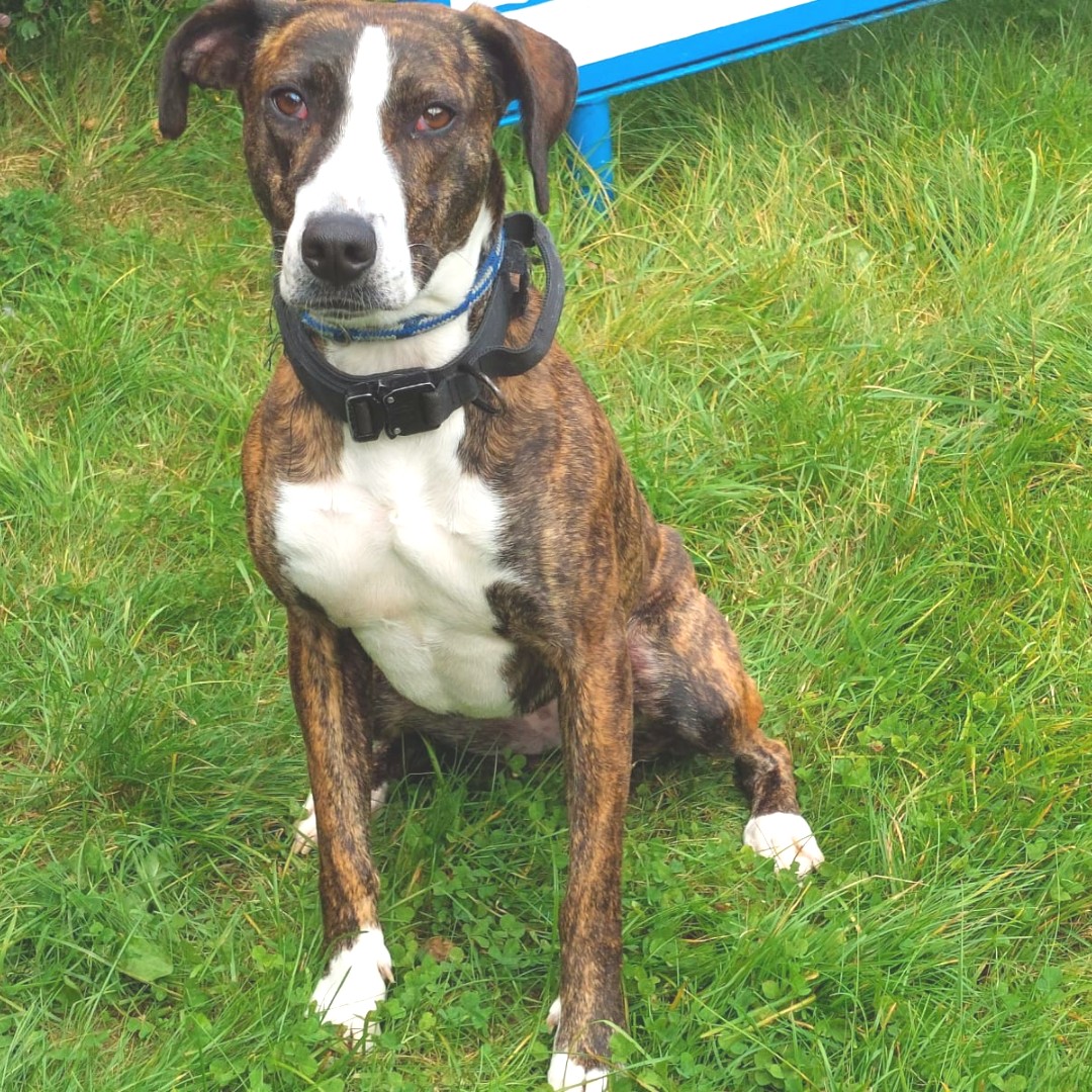 Meet Bonnie! 🐶 Bonnie is a 3-year-old Lurcher X Staffie with a heart of gold. She loves to play, enjoys cuddles and has loads of energy. Bonnie enjoys her walks and is good with other dogs. She is vaccinated, spayed and needs a forever home. Learn more: ispca.ie/rehoming/detai…