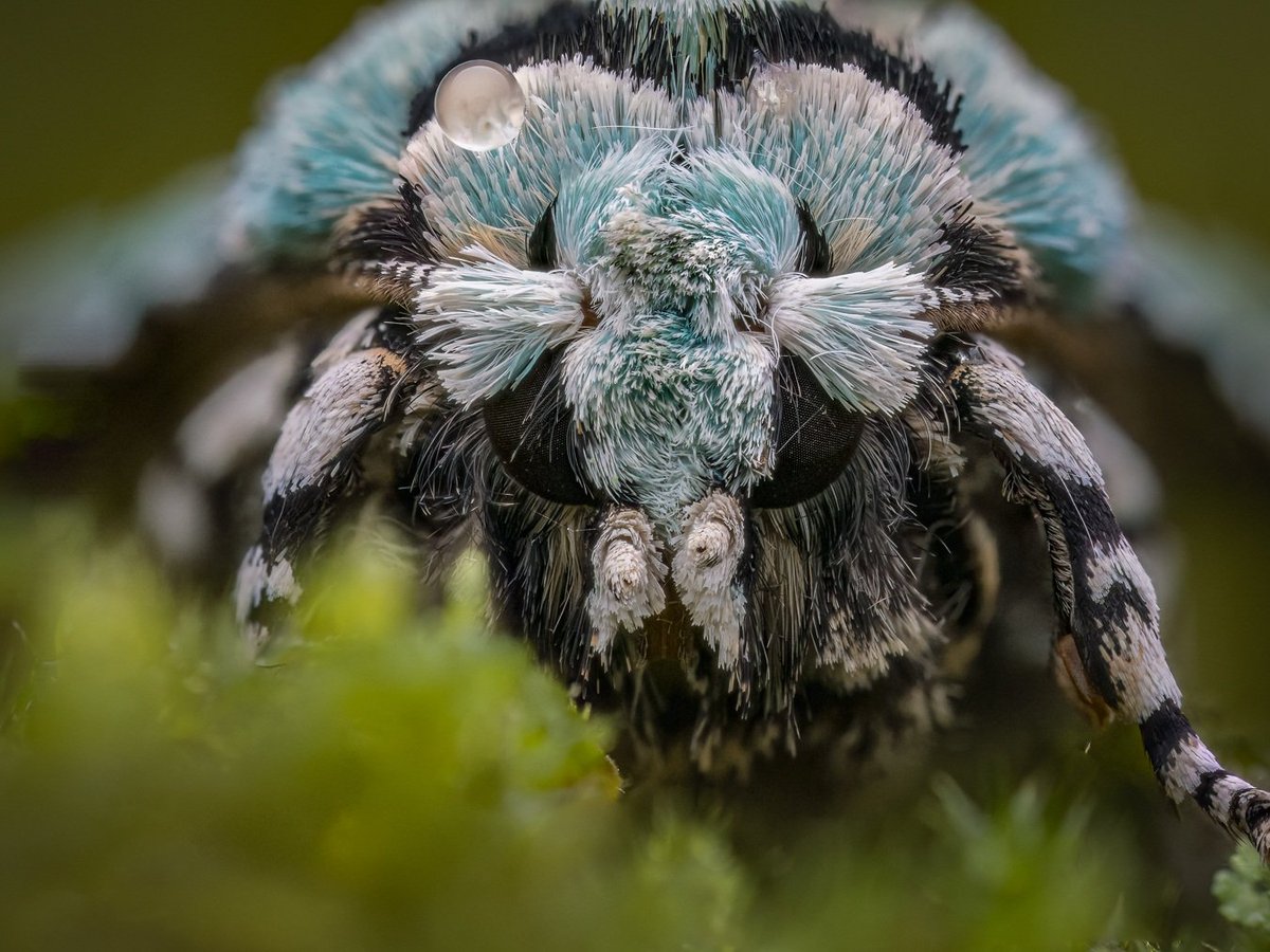 A beautiful merveille du jour moth I photographed in my local woodlands.

<a href="/savebutterflies/">Butterfly Conservation 🦋</a> <a href="/BBCEarth/">BBC Earth</a> 

#merveilledujour #moths #mothphotography #BBCWildlifePOTD #earthcapture