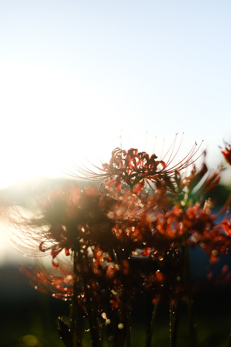 #三重県 #北神山華街道 #富士フイルム #fujifilmxt4 #fujifilm_xseries #xf56mmf12