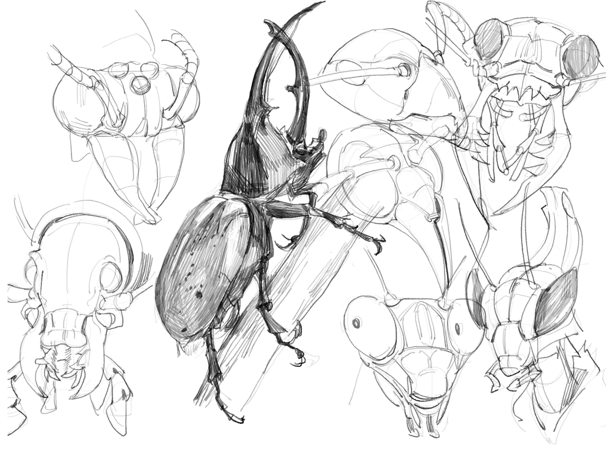 pikatstudies's tweet photo. bugbug https://t.co/z19TWewghz