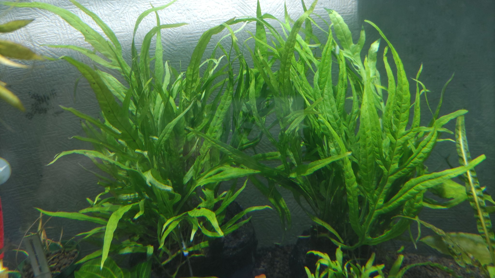 変り種ミクロソリウム入荷＆在庫ご紹介！ | 【熱帯魚