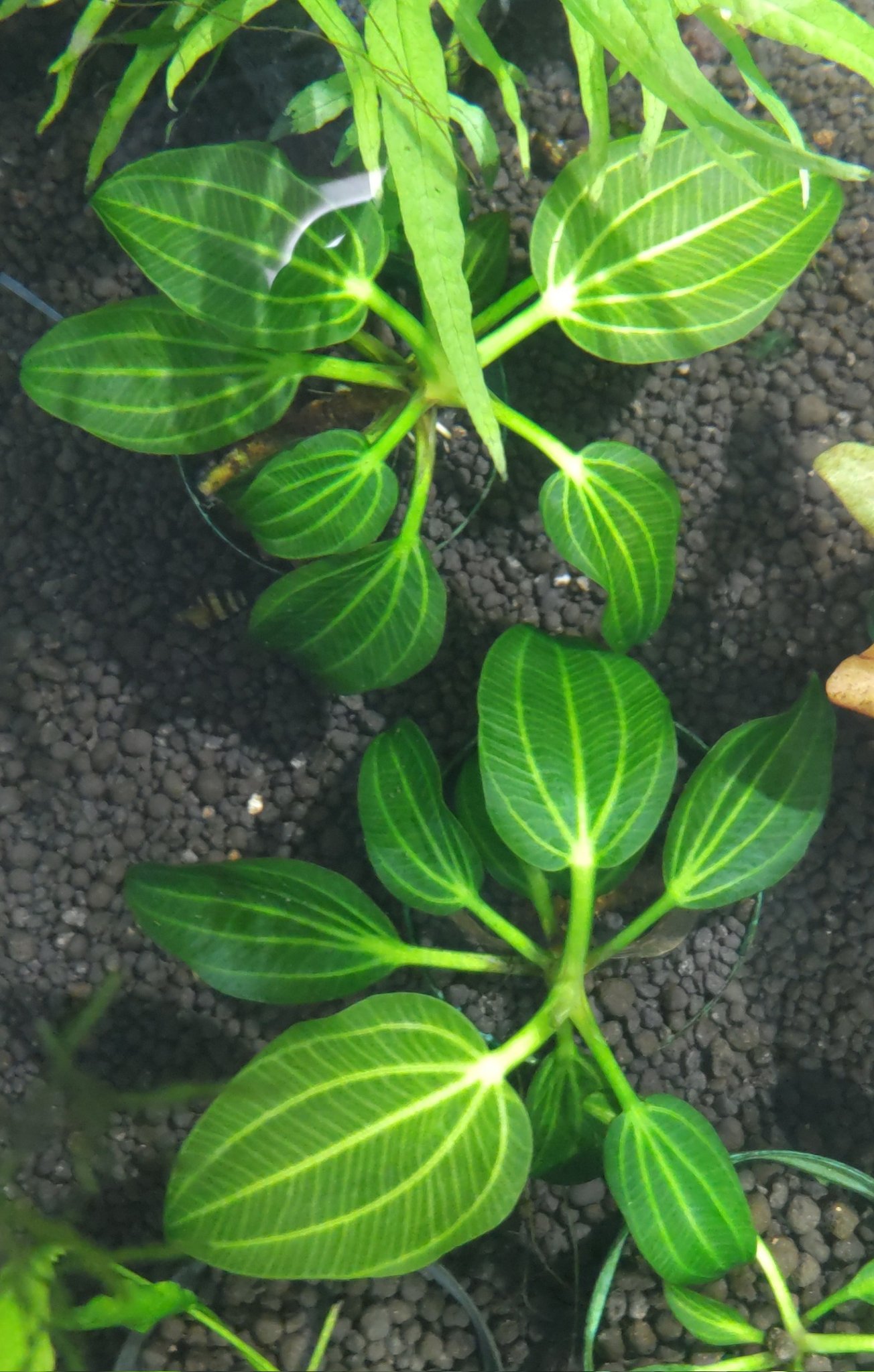 Plants Base on X: 