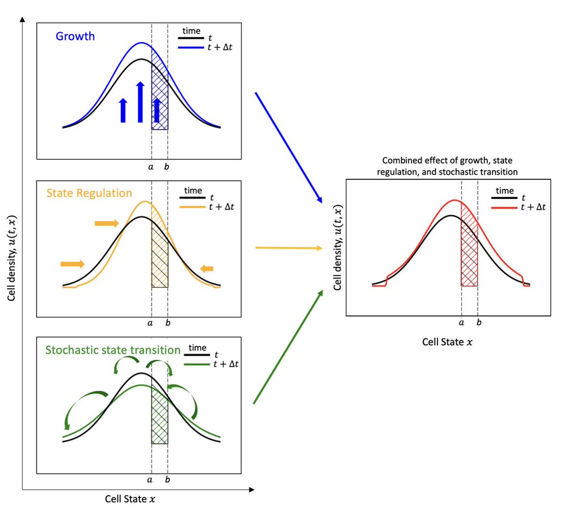 Mohit Kumar Jolly (@mkjolly15) on Twitter photo Glad to share our work on phenotype-structured PDE model of EMT to explain in vivo tumour growth of SUM149 heterogeneous subclones. Led jointly by <a href="/Jain_Paras_20/">Paras Jain</a> & Jules Guilberteau, in close collaboration with Profs. C Pouchol & NP Duteil <a href="/Sorbonne_Univ_/">Sorbonne Université</a>.
arxiv.org/pdf/2309.09569… Glad to share our work on phenotype-structured PDE model of EMT to explain in vivo tumour growth of SUM149 heterogeneous subclones. Led jointly by <a href="/Jain_Paras_20/">Paras Jain</a> & Jules Guilberteau, in close collaboration with Profs. C Pouchol & NP Duteil <a href="/Sorbonne_Univ_/">Sorbonne Université</a>.
arxiv.org/pdf/2309.09569…