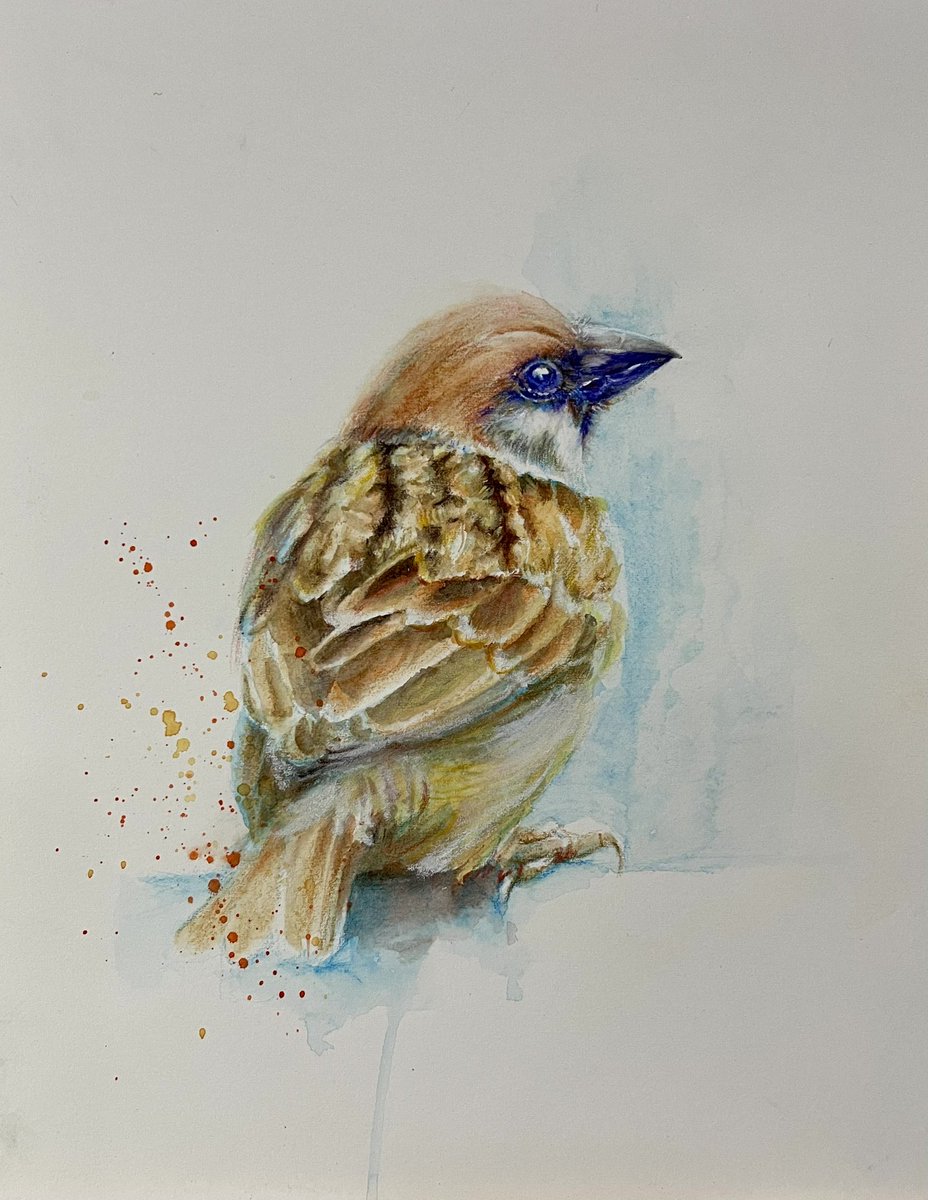 #麻雀 #sparrow #スズメ

#sketch #drawing #pencilsketch 
#pencildraw #colorpencil
 #watercolorpencils #素描 #色鉛筆 #水性色鉛筆 #鉛筆素描 #鉛筆画 #絵 #スケッチ #いろえんぴつ #水彩 #watercolor
#animal_illustration #animal_drawing 
#動物イラスト #動物の絵 
#動物畫像 #動物畫