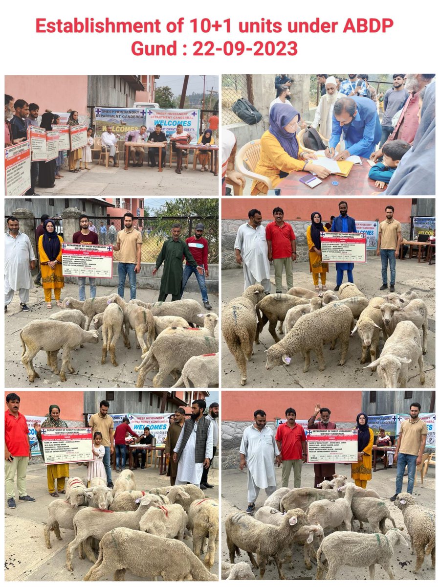 DSHOGanderbal's tweet photo. Ten (10) Mini Sheep units each comprising of 10 ewes and 1 Ram under Aspirational Block Development Programme (Gund) established in District Ganderbal on 22-09-2023 #ABDP 
@dcganderbal 
@DirSHDK
@CentreGanderbal 
@diprjk https://t.co/CBWnwMiqRs