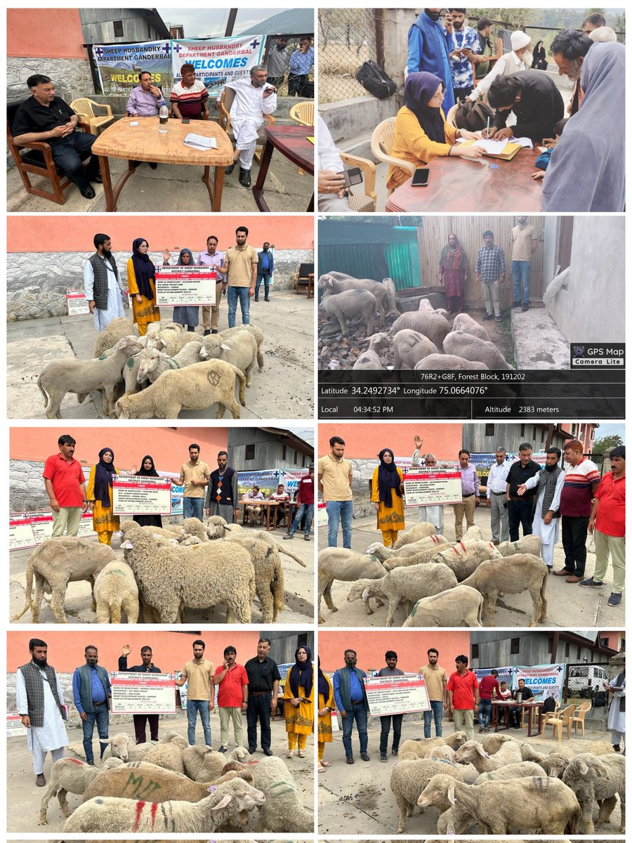 DSHOGanderbal's tweet photo. Ten (10) Mini Sheep units each comprising of 10 ewes and 1 Ram under Aspirational Block Development Programme (Gund) established in District Ganderbal on 22-09-2023 #ABDP 
@dcganderbal 
@DirSHDK
@CentreGanderbal 
@diprjk https://t.co/CBWnwMiqRs