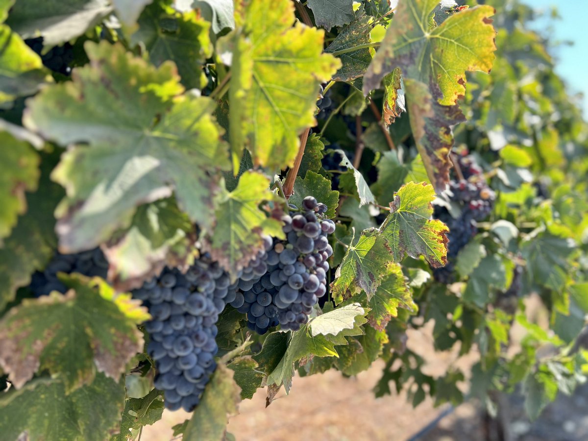 YoshiKuwahara's tweet image. 快晴の休日土曜日☀️カリフォルニアワイン🍷を堪能❣️気持ちいいね！😊
#winetasting #California #Livermore #Winery