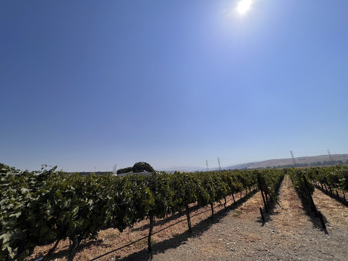 YoshiKuwahara's tweet image. 快晴の休日土曜日☀️カリフォルニアワイン🍷を堪能❣️気持ちいいね！😊
#winetasting #California #Livermore #Winery