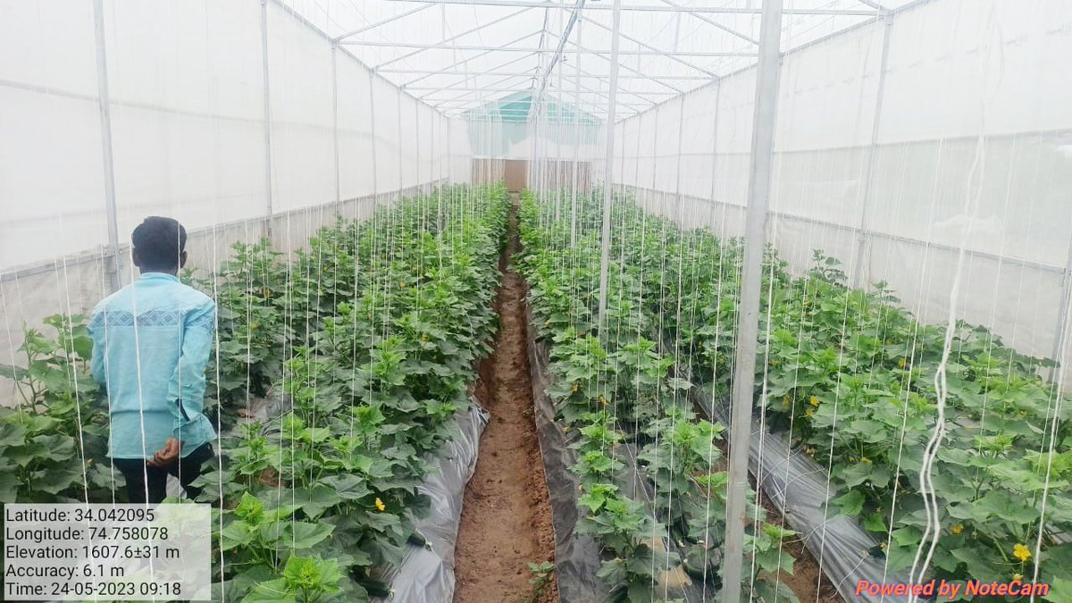 Rising Kashmir (@risingkashmir) on Twitter photo A #progressive #farmers endeavour #utilising advanced #farming #techniques
Reports <a href="/Arifrashid0/">ARIF RASHID</a>
<a href="/JkAgriculture/">JK Agriculture</a> <a href="/AgricultureKmr/">Directorate of Agriculture Kashmir</a>
<a href="/AgriBudgam/">Department Of Agriculture & Farmers Welfare Budgam</a> <a href="/OfficeOfLGJandK/">Office of LG J&K</a>
<a href="/dicbudgam/">Information & PR, Budgam</a> <a href="/DC_Budgam/">Deputy Commissioner Budgam</a>
risingkashmir.com/a-progressive-тАж A #progressive #farmers endeavour #utilising advanced #farming #techniques
Reports <a href="/Arifrashid0/">ARIF RASHID</a>
<a href="/JkAgriculture/">JK Agriculture</a> <a href="/AgricultureKmr/">Directorate of Agriculture Kashmir</a>
<a href="/AgriBudgam/">Department Of Agriculture & Farmers Welfare Budgam</a> <a href="/OfficeOfLGJandK/">Office of LG J&K</a>
<a href="/dicbudgam/">Information & PR, Budgam</a> <a href="/DC_Budgam/">Deputy Commissioner Budgam</a>
risingkashmir.com/a-progressive-тАж
