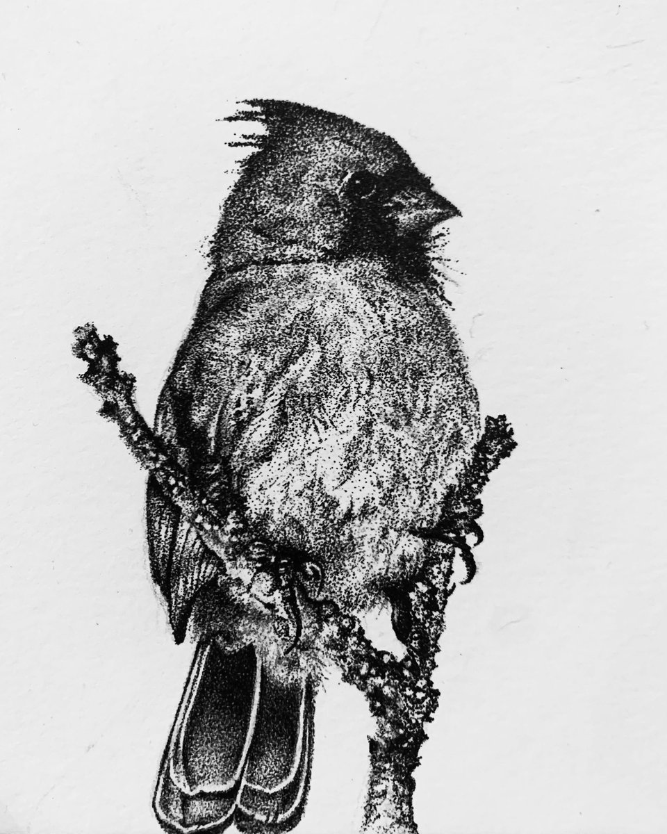 thepointart's tweet photo. Tiny Cardinal
#finished https://t.co/Kn73iGWgjP