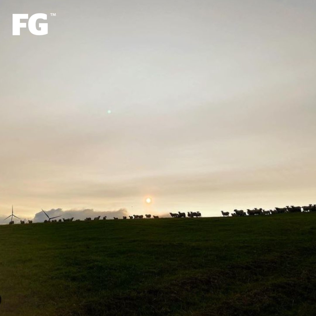 FarmersGuardian's tweet photo. One good looking horizon π π π
πΈ celticshepherdess
#sheep #helloewe #sheepfarming #grazing #farmland #fields #sunset #horizon #silhouette #livestock #farming #agriculture https://t.co/nRBsKb1XQX