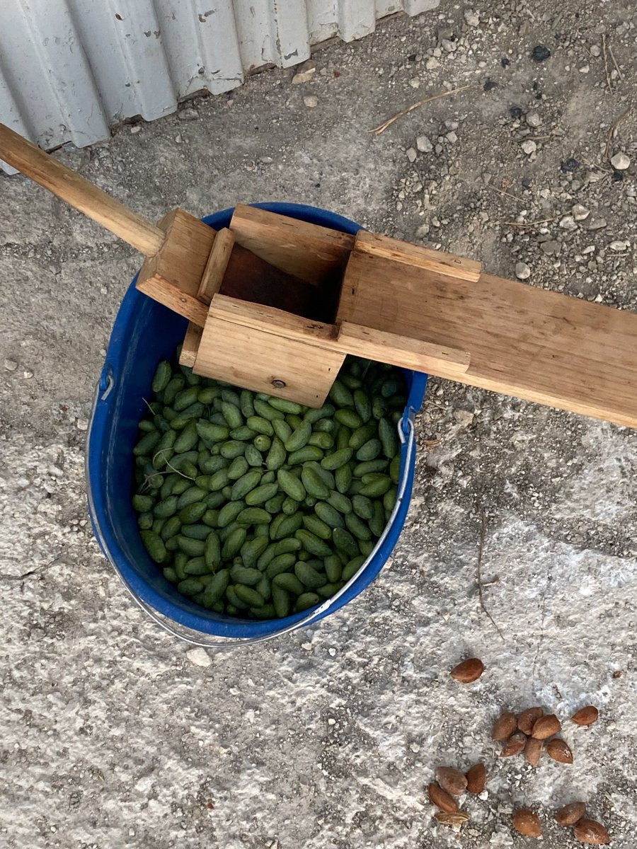 Aceitunas de cornezuelo para degustar casi todo el año ⁦<a href="/CuadernoAgrario/">Cuaderno Agrario</a>⁩ ⁦<a href="/Agroinformacio/">Agroinformacion</a>⁩ ⁦<a href="/agropopular/">AGROPOPULAR</a>⁩