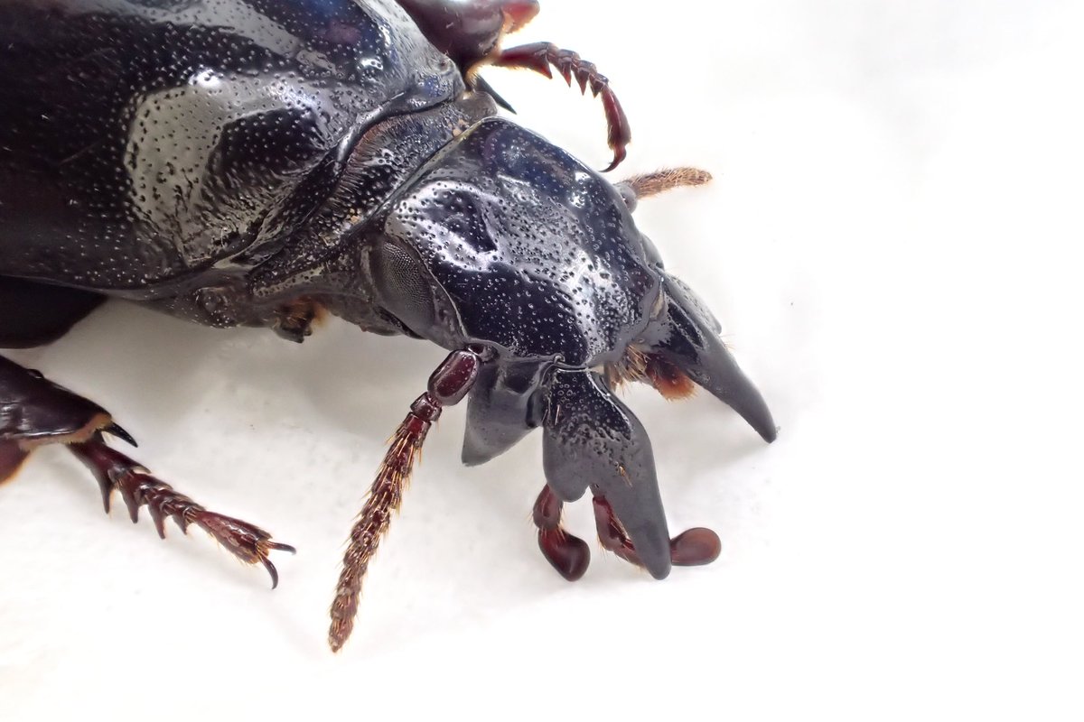 ケラモドキカミキリ 𝐻𝑦𝑝𝑜𝑐𝑒𝑝ℎ𝑎𝑙𝑢𝑠 𝑎𝑟𝑚𝑎𝑡𝑢𝑠 カミキリ