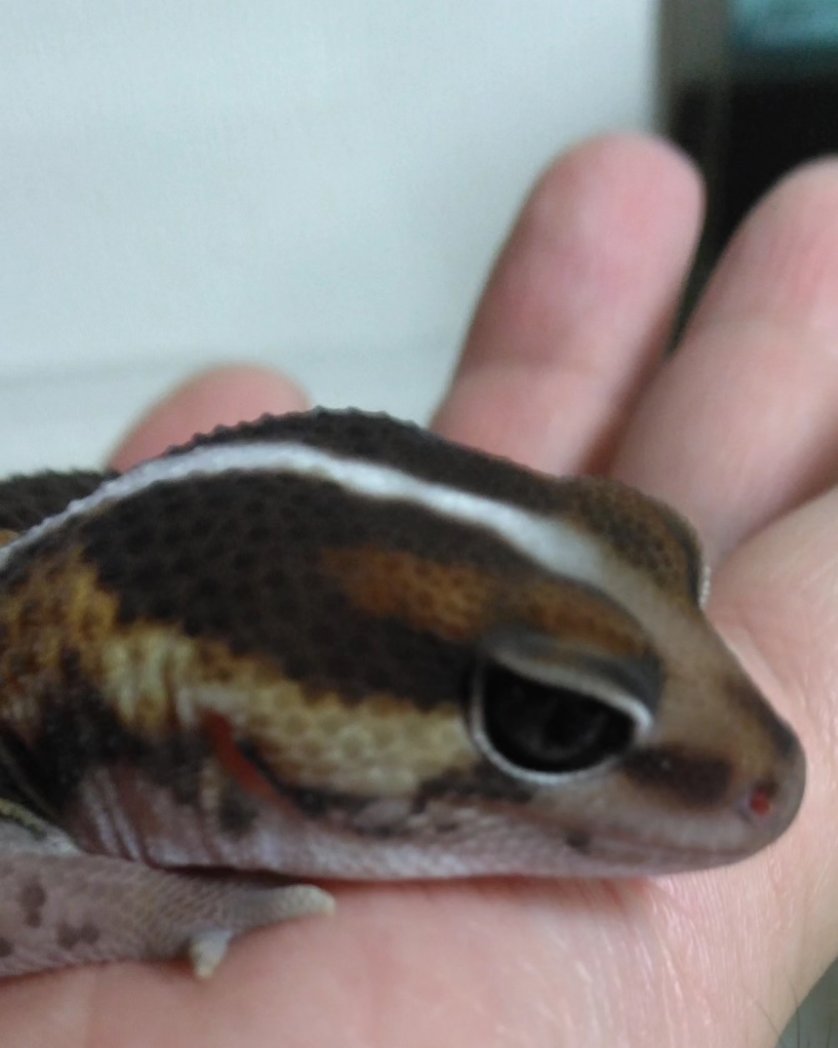 ちゃたろう tweet media