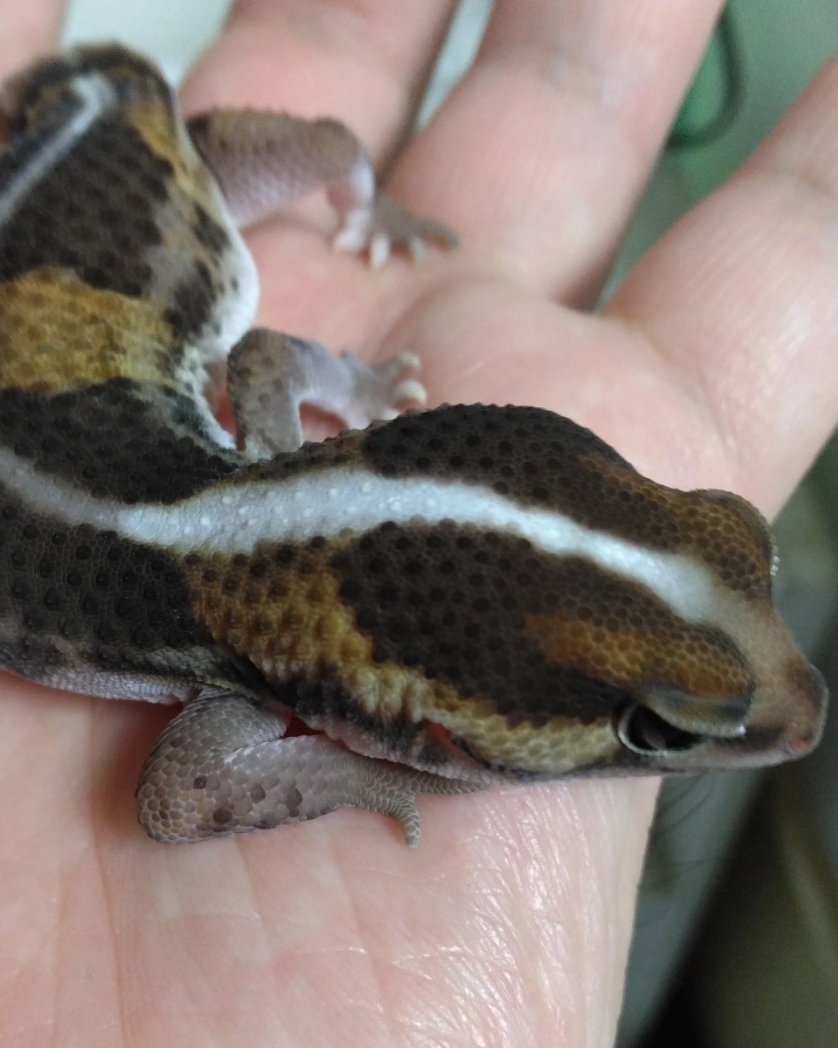 ちゃたろう tweet media