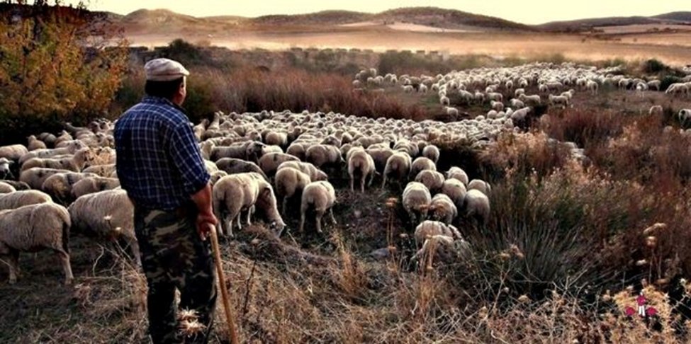 1/ Pronto el ganado q ha pastado el verano en la montaña regresará a zonas más cálidas xa completar el ciclo anual de la trashumancia
Actividad con enorme importancia histórica, ecológica y viva en muchas regiones del mundo. Y no sólo trashuman las ovejas. Abro hilo:👇👇👇