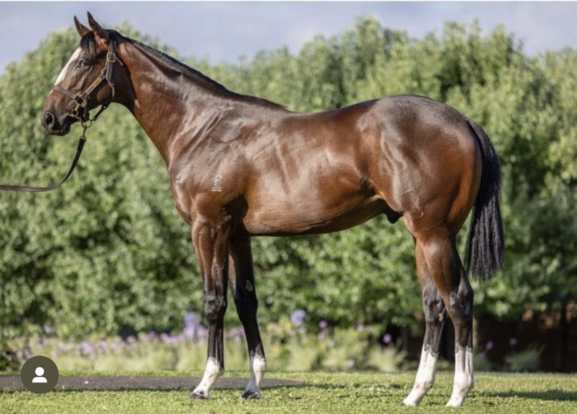 plbelsham01's tweet photo. Lustre Lodge @inglis_sales 2022 Classic sale graduate, Super Legends (Brave Smash x Devils Harmony) goes 💥 on debut in HK. https://t.co/TfxCrf3DOS