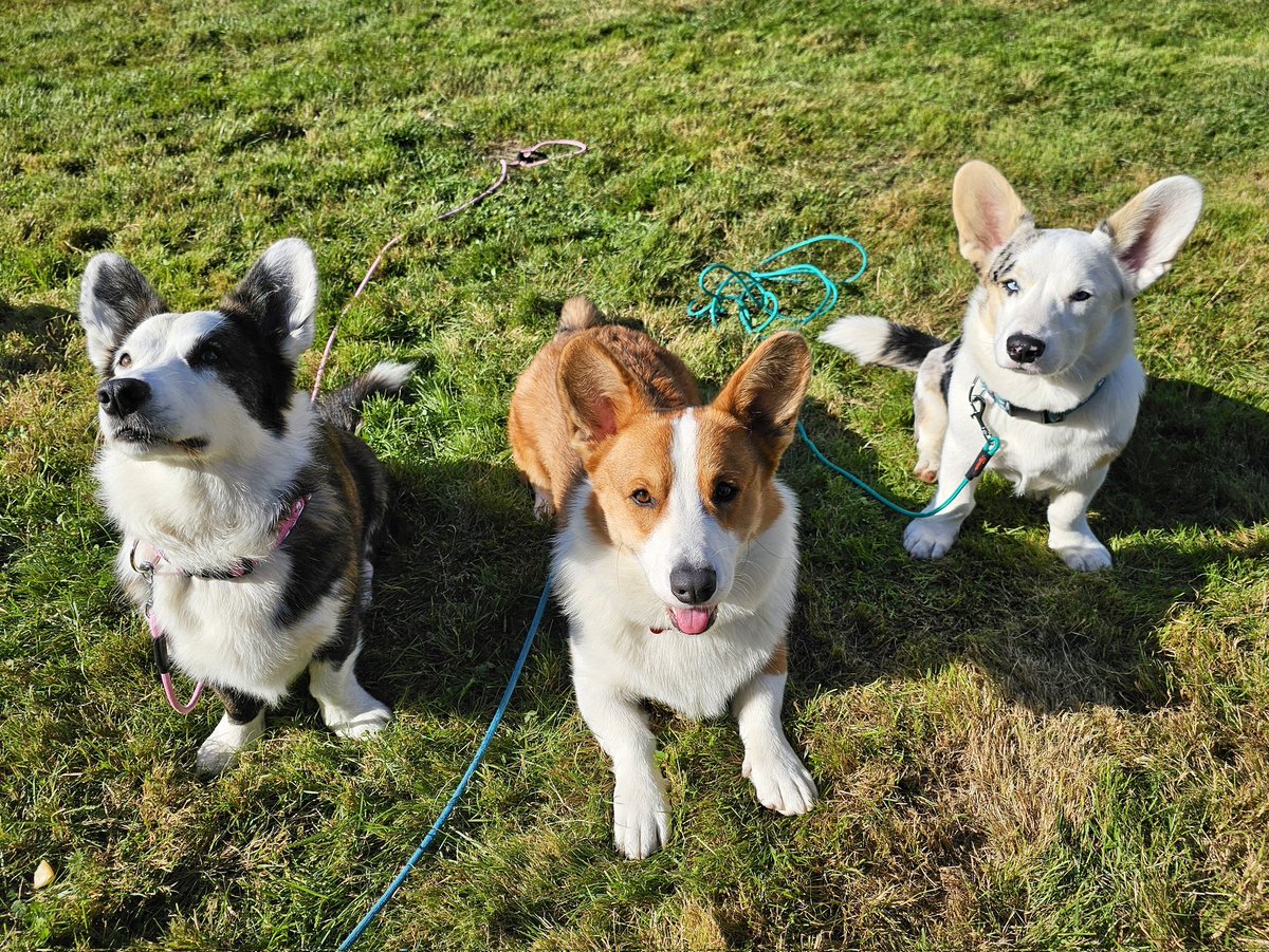 Corgeros z Corgi srazu na Lokti ❤️

A kdo to měl daleko, šance pozorovat a mazlit lišky se bude opakovat ve čtvrtek 28.9. od 10 hodin v Miličovskem háji v Praze ❤️#comesayhi #corgeros #Corgipirateking #DoubleTroubleCorgi