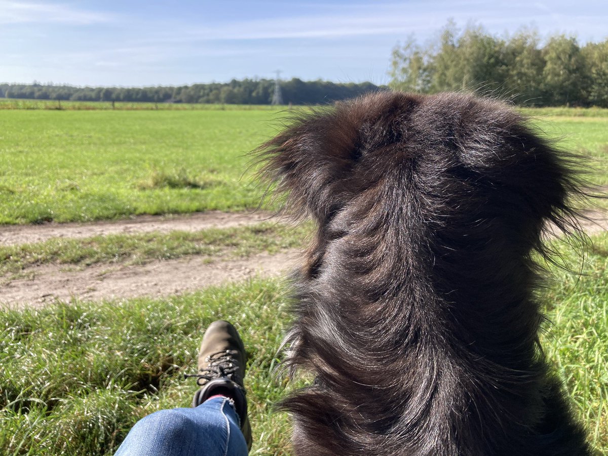 JeannetWendel's tweet photo. Pauze tijdens de wandeling. Wat is het heerlijk weer vandaag, nog even met de snuit in de zon. #genieten #wandelen #mijnhond #natuur #losloopgebied #Drenthe #Valthe https://t.co/L45KgZbOsh