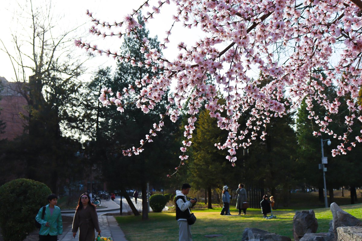 Taken at Tsinghua University #photo #technology #FLOWER #Tsinghua #DiscoverTsinghua #beautiful #university #Like #photograghy #PHOTOS #FlowersOfTwitter 
@Tsinghua_Uni