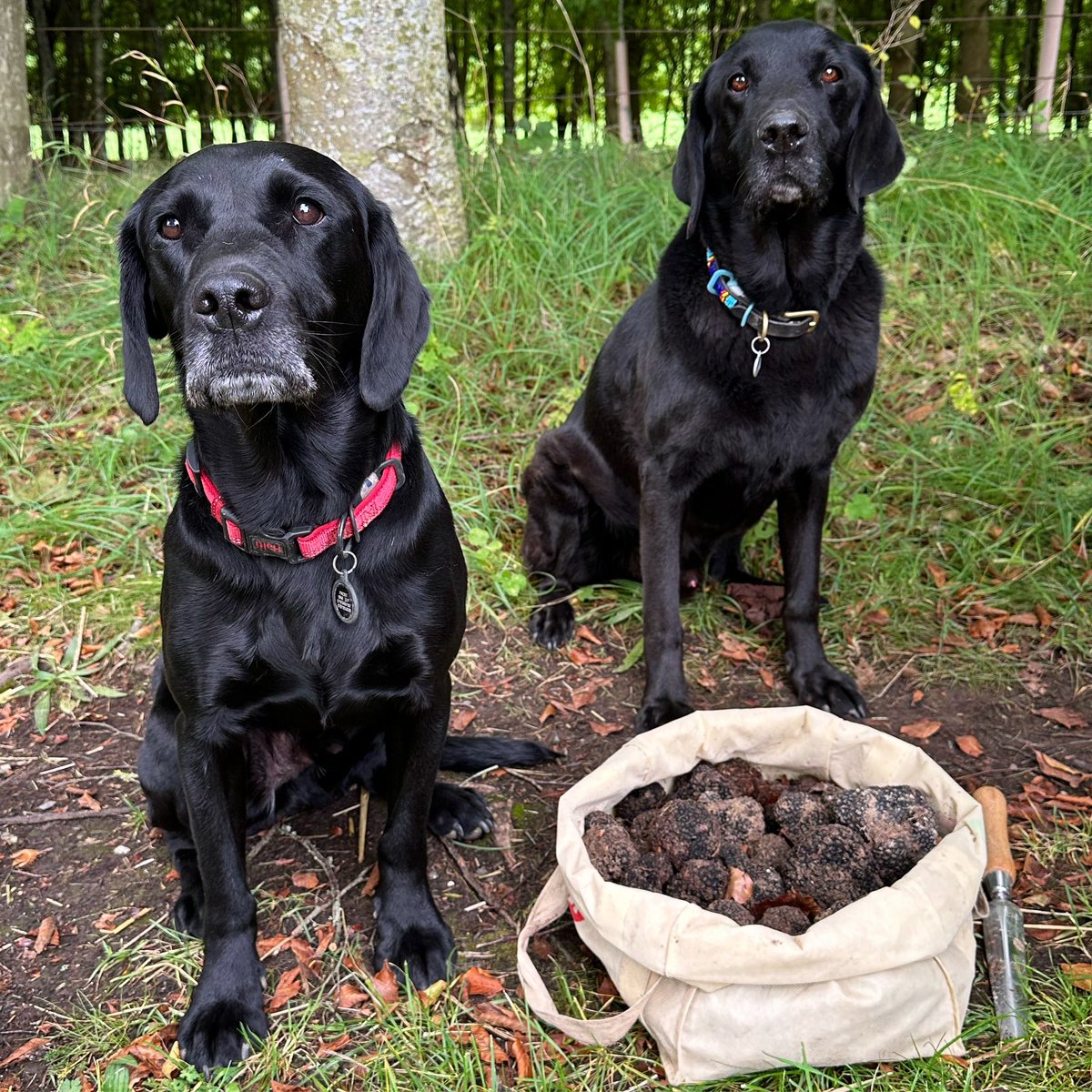 Lots of stunning local black autumn truffles this year: so fresh, large, dense, ripe and deliciously aromatic. Certainly in another league to anything coming out of mainland Europe at this stage of the season… it appears our inferior climate is producing superior truffles!