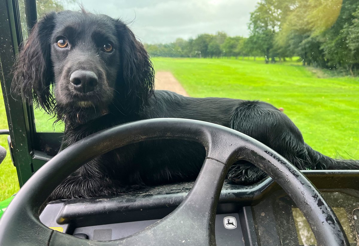 Always in the way 🤣 <a href="/DogsOfTurf/">Dogs Of Turf</a>  #cockerspaniel
